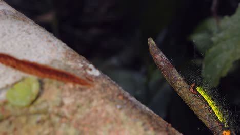 Colorful and spiny, a green Moth caterpillar with defenses travels across Peru rainforest branch