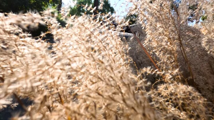 Primi piani di erba della pampa alla luce del sole