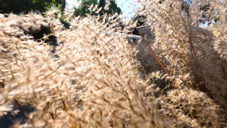 close-up views of pampas grass in sunlight