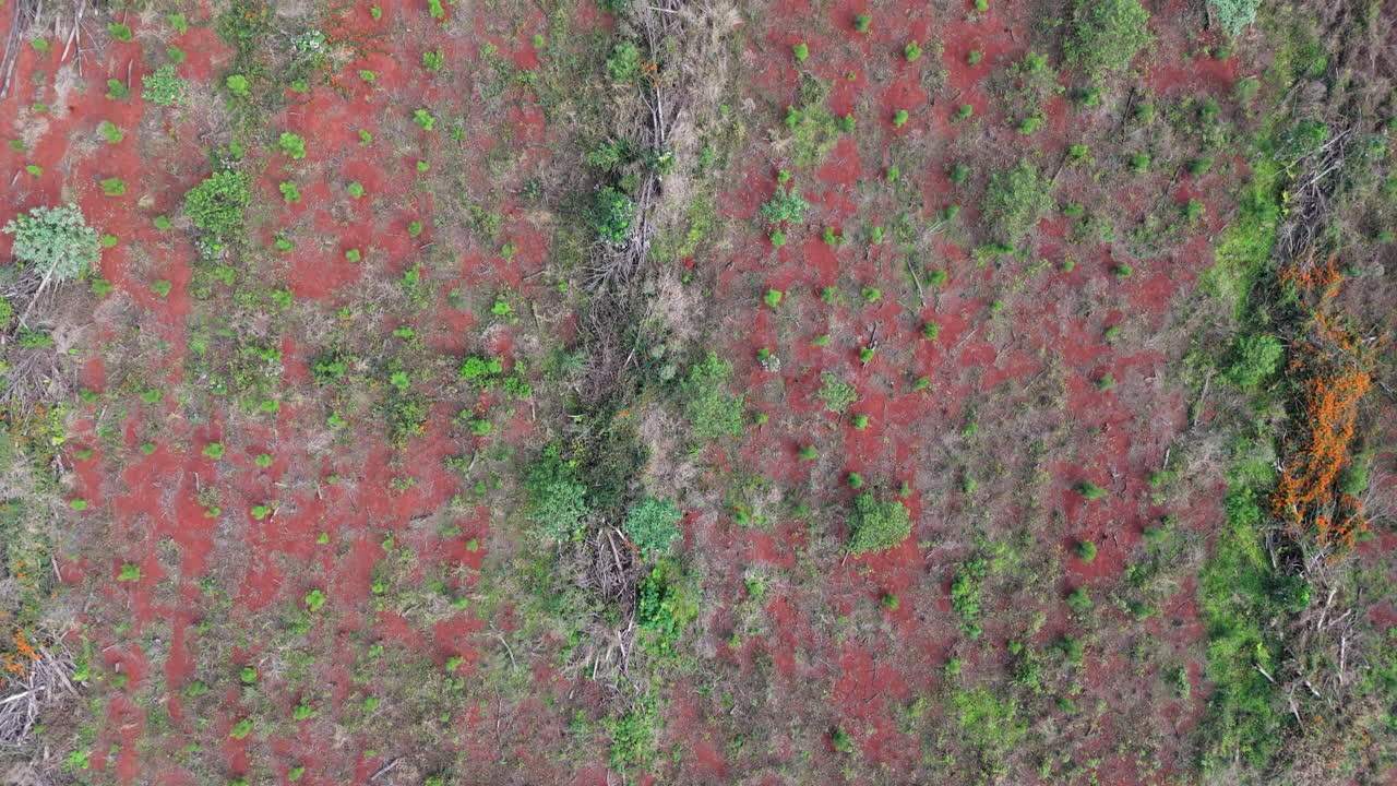 Aerial top-down view of pine plantations. The camera captures rows of neatly planted pine trees over the red soil, highlighting the organized agricultural landscape.