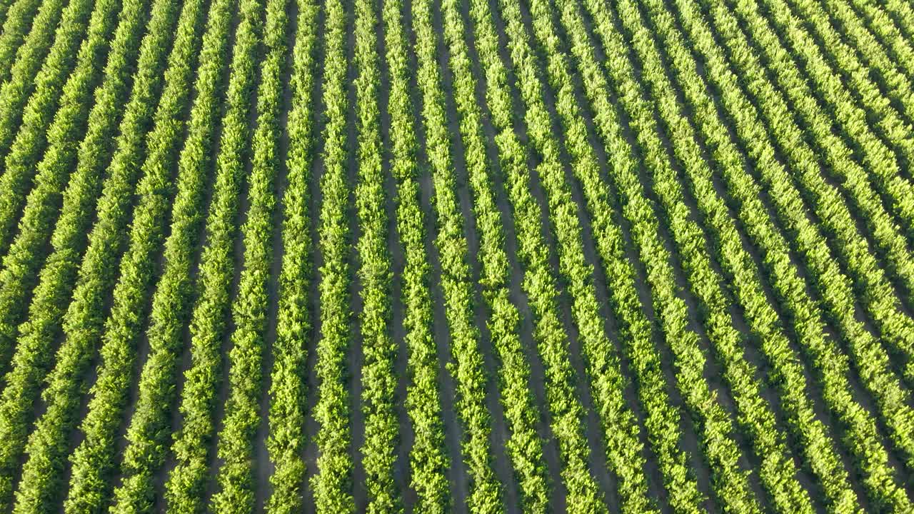 órbita aérea de las plantaciones de mandarina waru waru en un campo verde en un día soleado