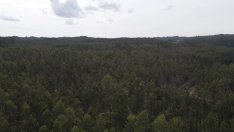 vista aérea de una plantación de eucalipto en la cima de una colina para la industria del papel