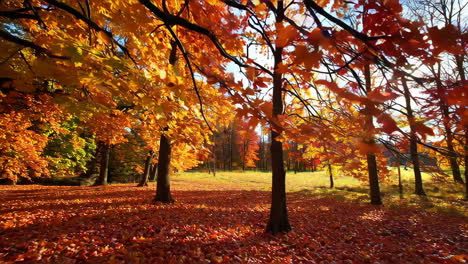 escena del bosque de otoño