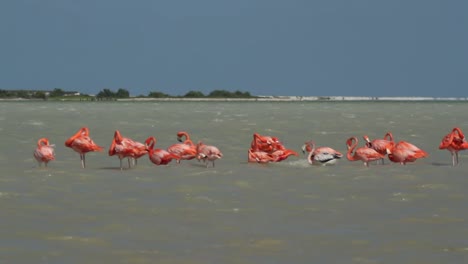 flamenco 76
