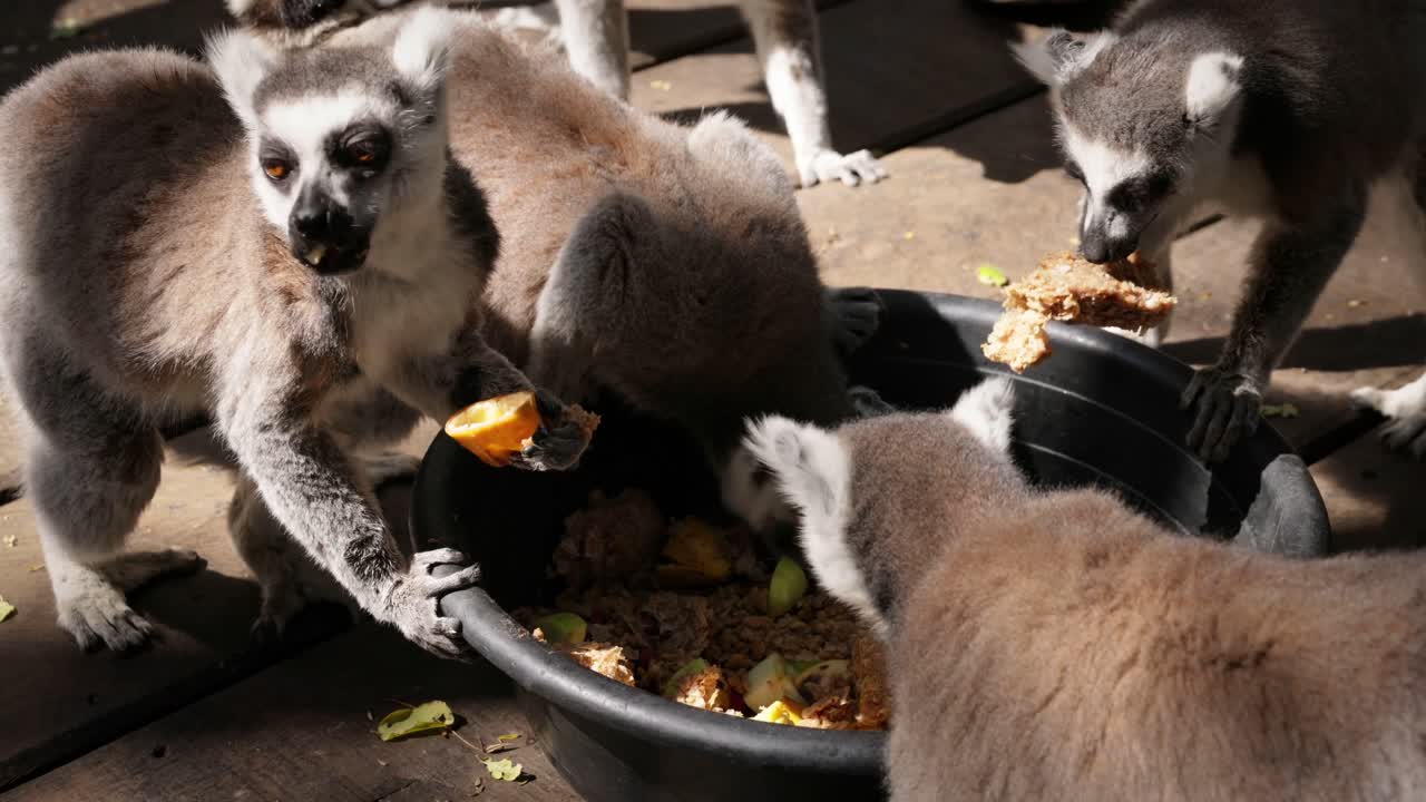 Ring-tailed lemurs feed on a fruit mix from a bowl atop a wooden platform, surrounded by natural debris. Captured at a wildlife sanctuary in Thailand, showcasing animal behavior and interaction