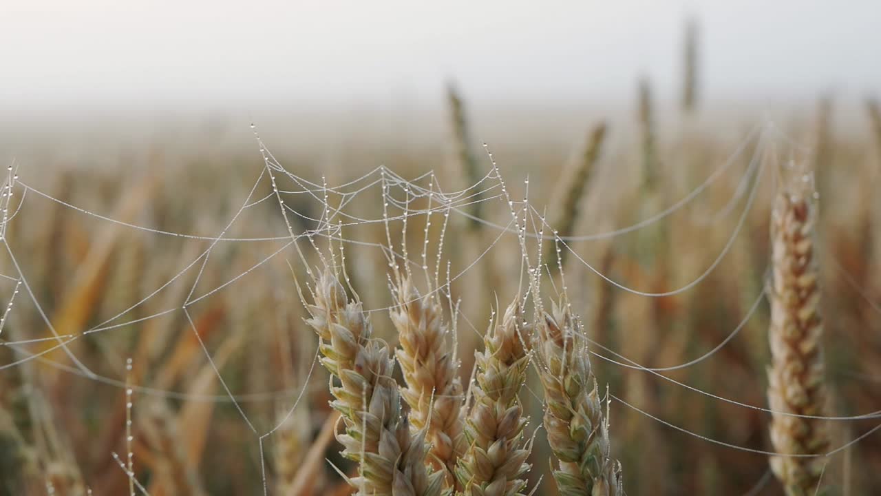 Field of wheat or rye, ready for harvest, ears in morning light, foggy morning, dew in field, cobweb, close up