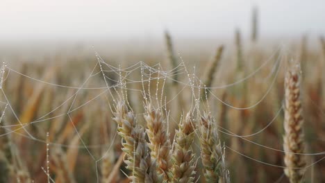Field-of-wheat-or-rye,-ready-for-harvest,-ears-in-morning-light,-foggy-morning,-dew-in-field,-cobweb,-close-up