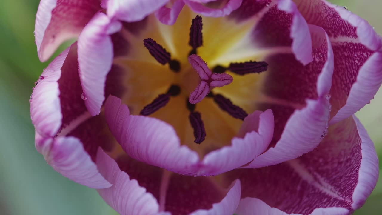 Close-up video shot of a purple tulip from above, highlighting its intricate petals and vibrant