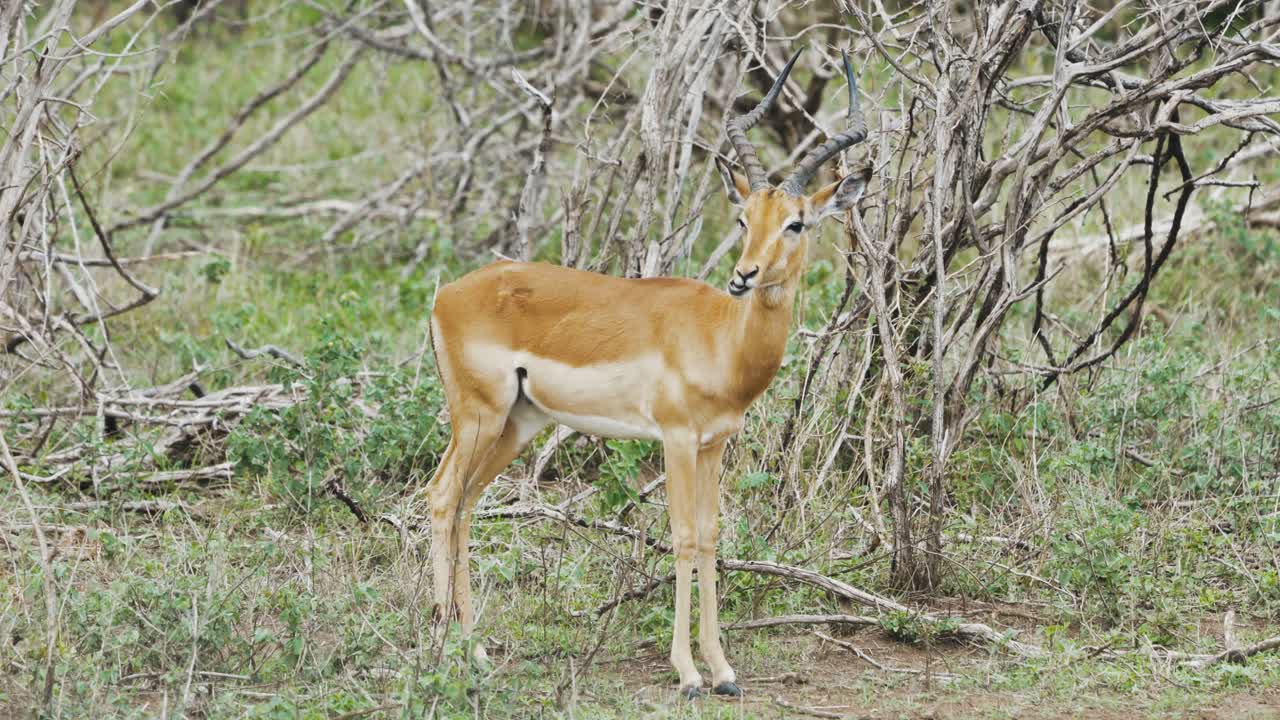 impala pastando mientras está alerta a los depredadores en el parque nacional kruger, sudáfrica - 4k