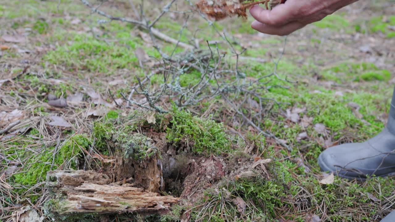 hands of an old lady picking a mushroom from a rotten trunk in a Polish forest