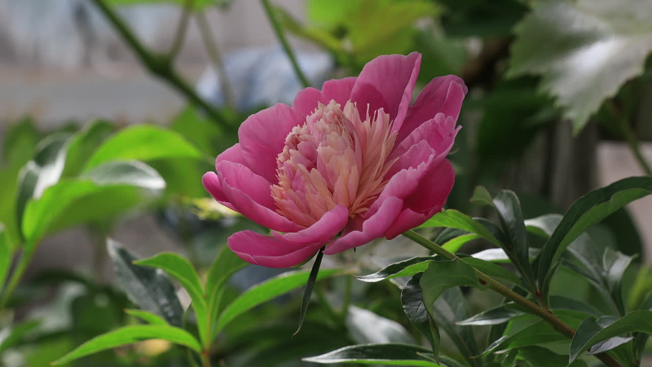 beautiful big pink peony at mom's garden