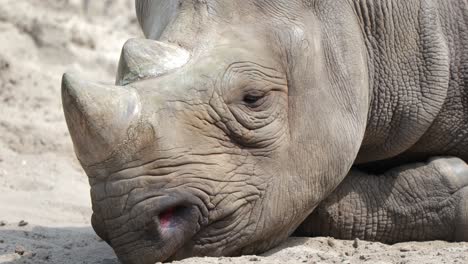 exhausted white rhino resting on the ground