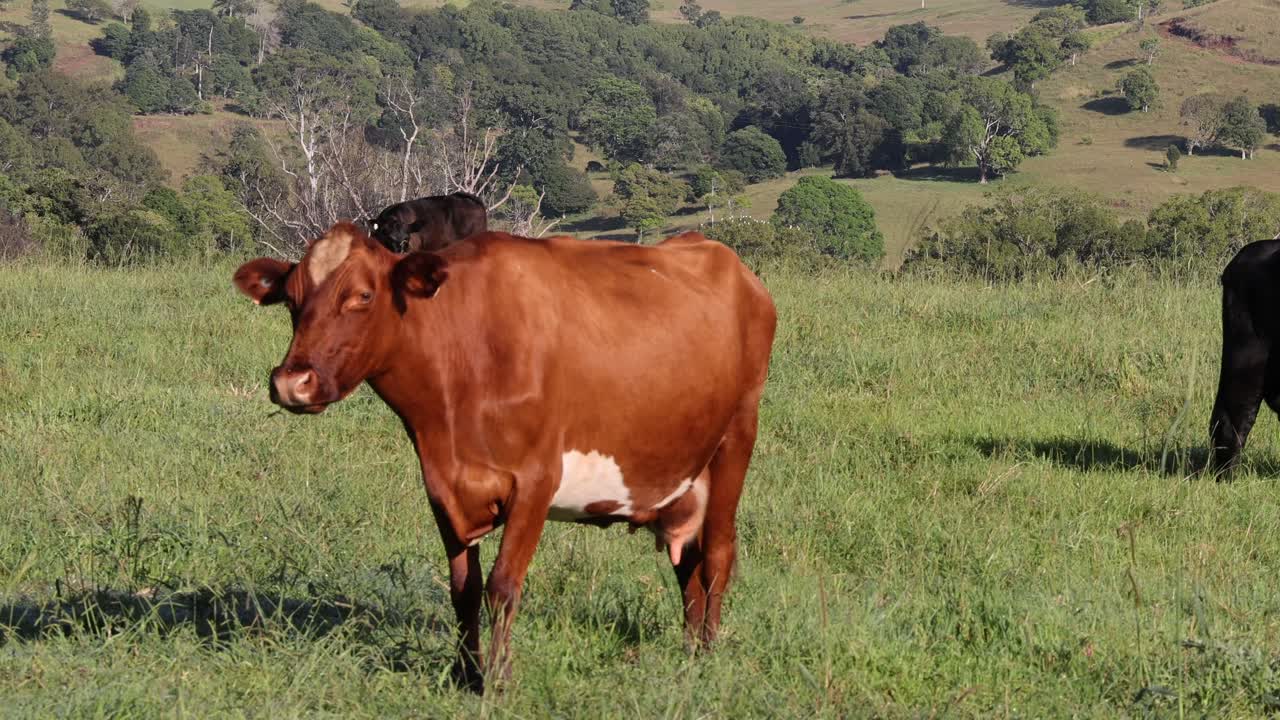 vacas de pie en un campo verde exuberante