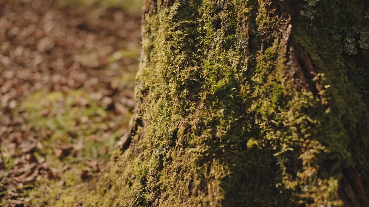 Primo piano del tronco di un albero ricoperto di muschio verde, illuminato dalla calda luce autunnale in una foresta tranquilla nel Minho, nel nord del Portogallo.