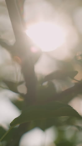 cerca de las ramas de los árboles con hojas verdes balanceándose suavemente en el viento mientras la luz del sol se filtra a través del follaje, creando luz y sombras suaves moteadas