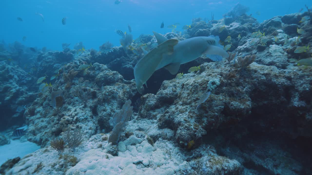 el tiburón enfermera nada a través del hermoso arrecife de coral en los cayos de florida.