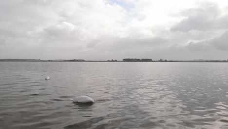 Schwäne-Jagen-Unter-Wasser-Nach-Nahrung,-Schauen-Aber-Auch-In-Die-Niederlande-Während-Einer-Pan-Slowmo-Drohnenaufnahme