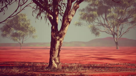 árbol de acacia en la sabana africana