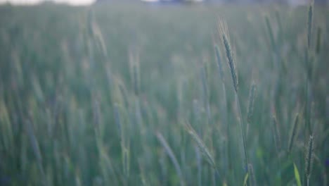 Schönes-Grünes-Getreidefeld,-Das-Sich-Im-Wind-Wiegt