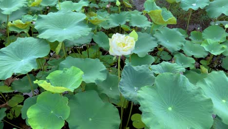 a tranquil pond with blooming water lilies and lush green pads in natural daylight at benjakitti park, bangkok