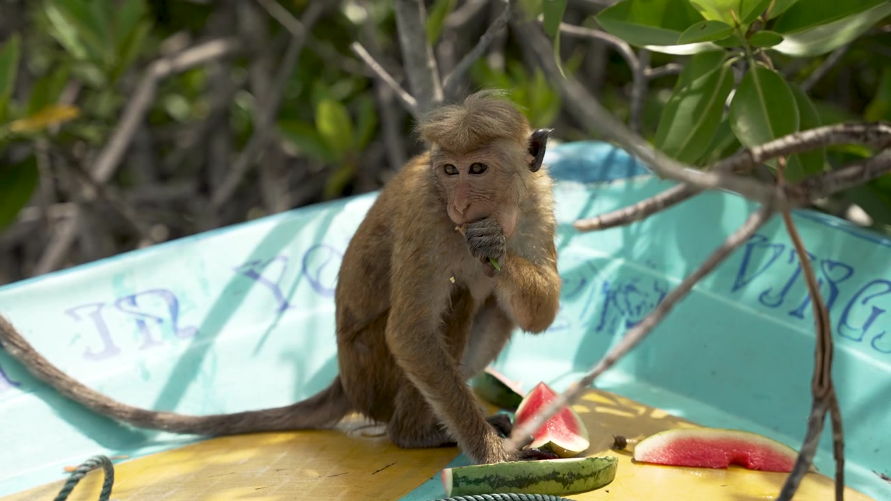 A playful monkey enjoys juicy watermelon slices on a boat at Monkey Island in Negombo. A delightful scene of wildlife against a lush, vibrant backdrop.