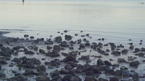 a seagull walks across shoreline with calm waves and scattered rocks