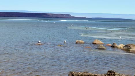 un día ajetreado para las gaviotas que vuelan sobre un lago canadiense parcialmente cubierto de hielo