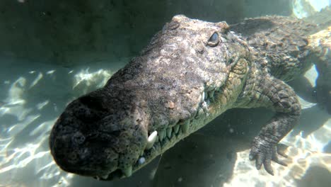 Sambesi-Flusskrokodile-Kriechen-Auf-Einen-Käfigtauchgang-In-Simbabwe-Afrika-1