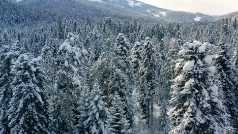 Schöner-Schneeszenenwald-Im-Winter.-Überfliegen-Von-Schneebedeckten-Kiefern.