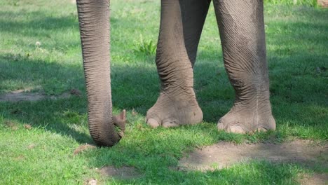 a close-up shot showcasing an elephant’s sturdy legs amidst the lush green grass of its natural landscape
