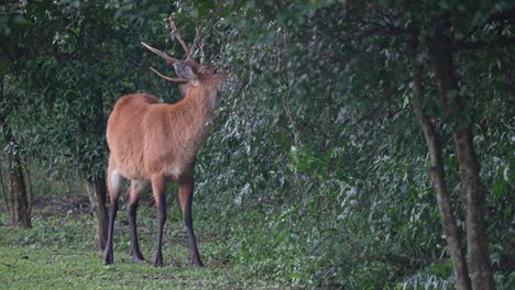 marsh deer browses on low tree branches in forest clearing during soft natural daylight
