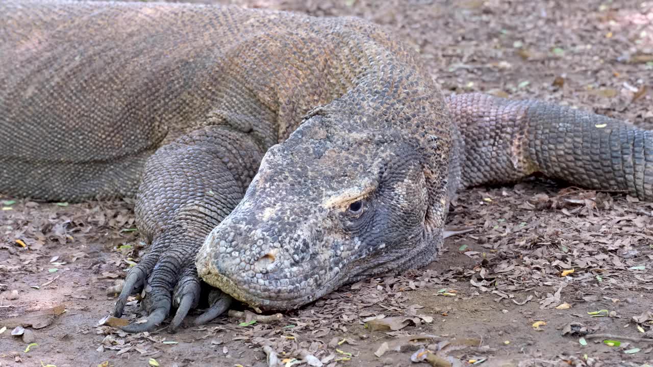 Großer Komodowaran ruht, spart Energie und schließt die Augen auf der Insel Komodo, Komodo-Nationalpark, Flores in Indonesien