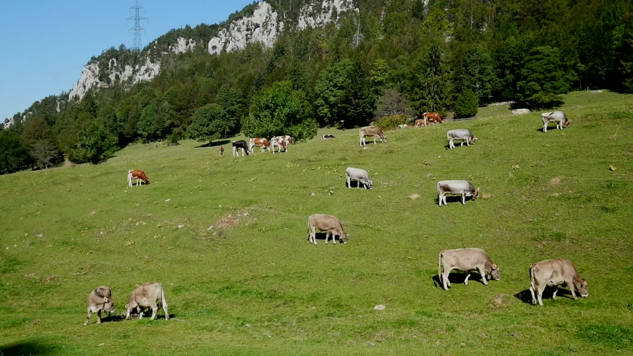 Güzel, yeşil bir dağ manzarasında duran inek sürüsü