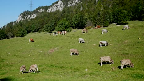 cow herd standing on a beautiful green mountain scenery