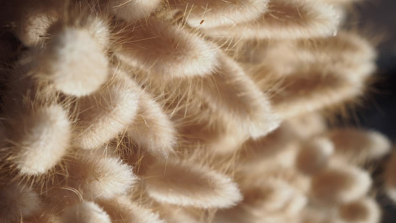 Close-up of fluffy beige plant texture