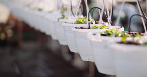 agriculture flower seedlings in greenhouse 38