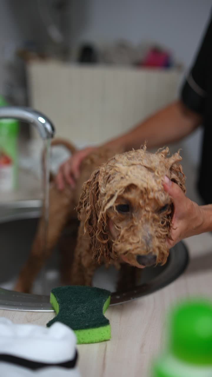 el perro se está lavando.