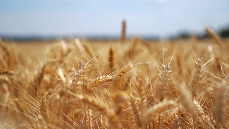ears of golden wheat close up. background of ripening ears of meadow wheat field