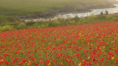 Entspannender-Blick-Auf-Wunderschöne-Mohnblumen-Vor-Der-Küste-Von-Cornwall