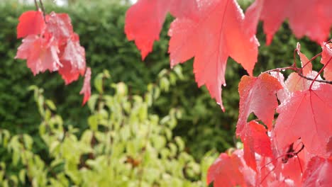 rain drops, red autumn maple tree leaves. water droplet, wet fall leaf in forest