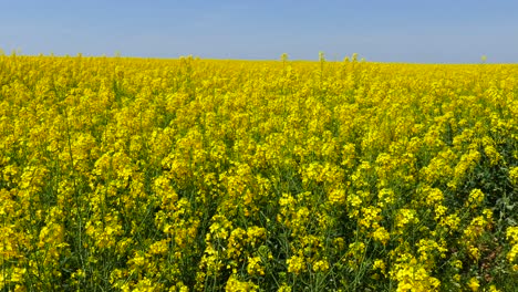 Fields-with-blooming-rapeseed