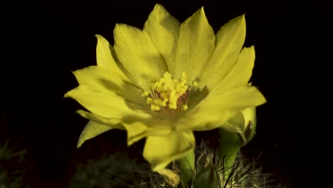 yellow cactus bloom, mammillaria balsasoides macro rotate