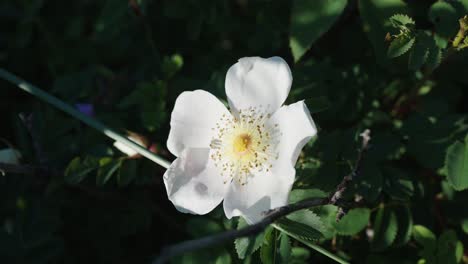 jasmine jasminum flower in garden. zoom out