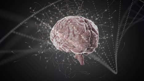animación digital del cerebro humano y la estructura del adn girando contra un fondo gris
