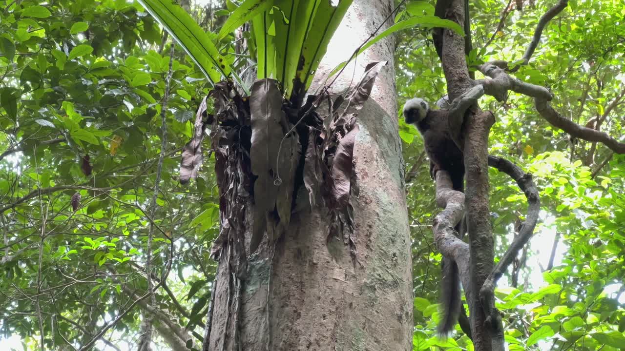 Madagaskar'daki Nosy Mangabe adasında bir ağaçta bulunan beyaz başlı lemur (Eulemur albifrons).