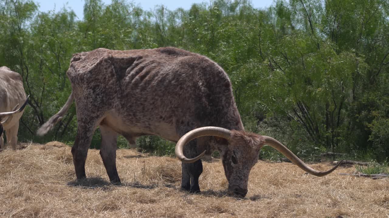 Texas longhorn eating hay in the morning