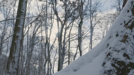 Slow-Pan-Left-Across-Snow-Covered-Tree-Trunk-Base-To-Show-Cold-Snow-Woodland