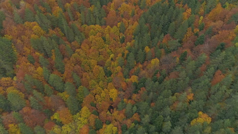 aerial: fly above a balkan forest