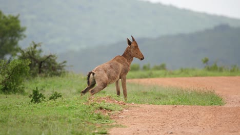 joven macho de hartebeest rojo orina al lado de la carretera africana en la lluvia