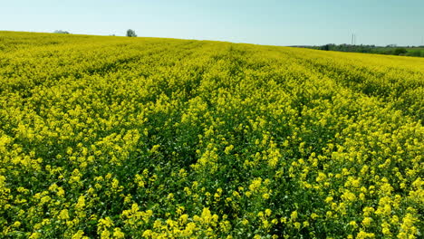 a wide view of a rapeseed field in full bloom with a wind turbine standing in the background